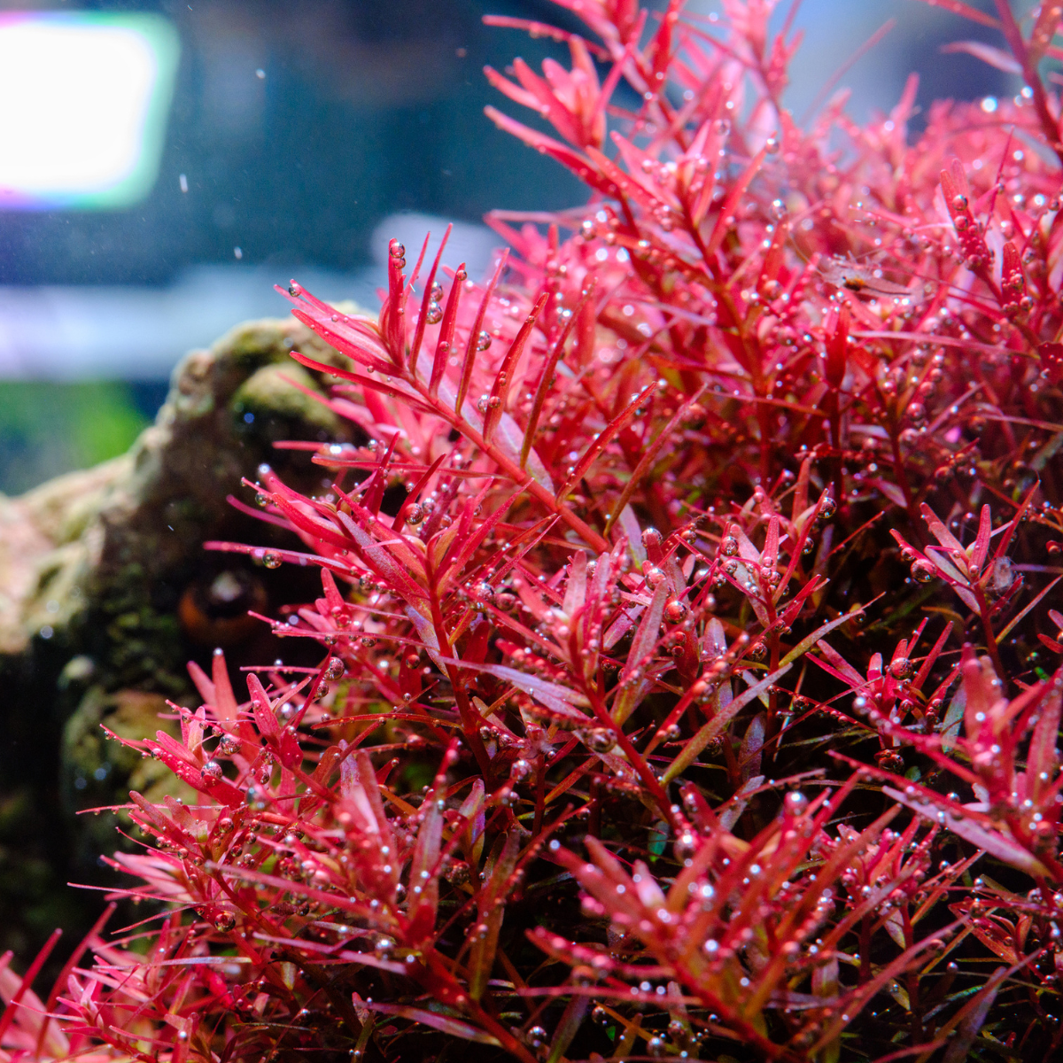 Twinstar Nano steriliser for planted aquariums