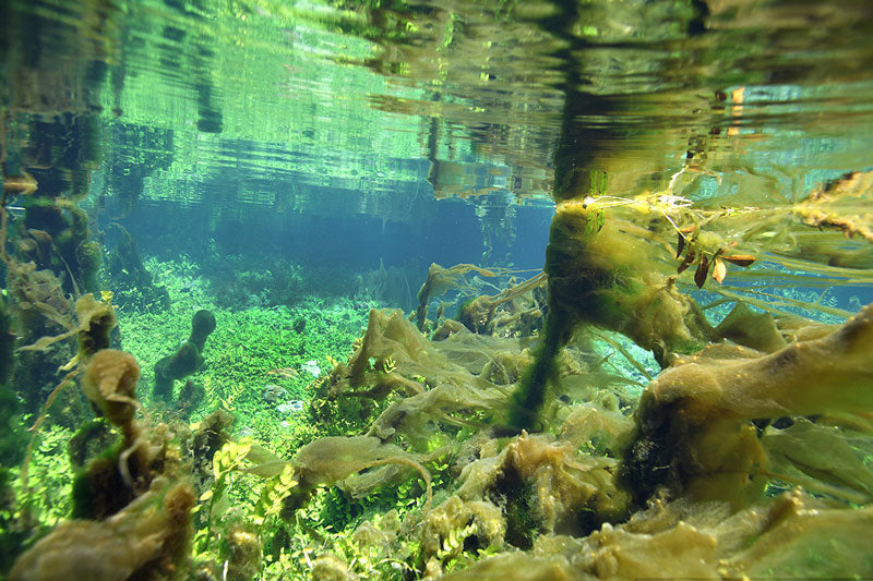 Underwater from a river with lots of algae attached to wood pieces 