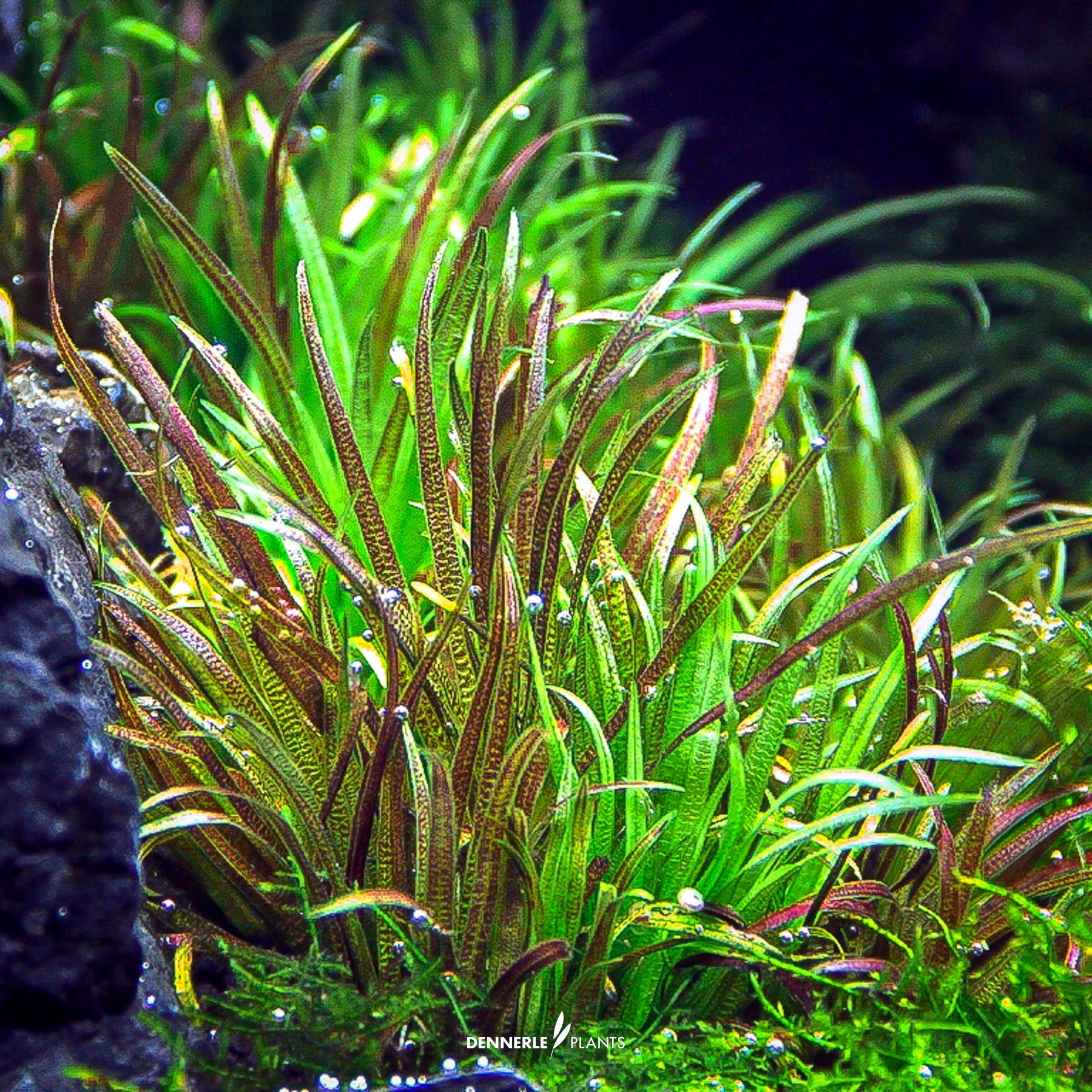 Blyxa japonica under water