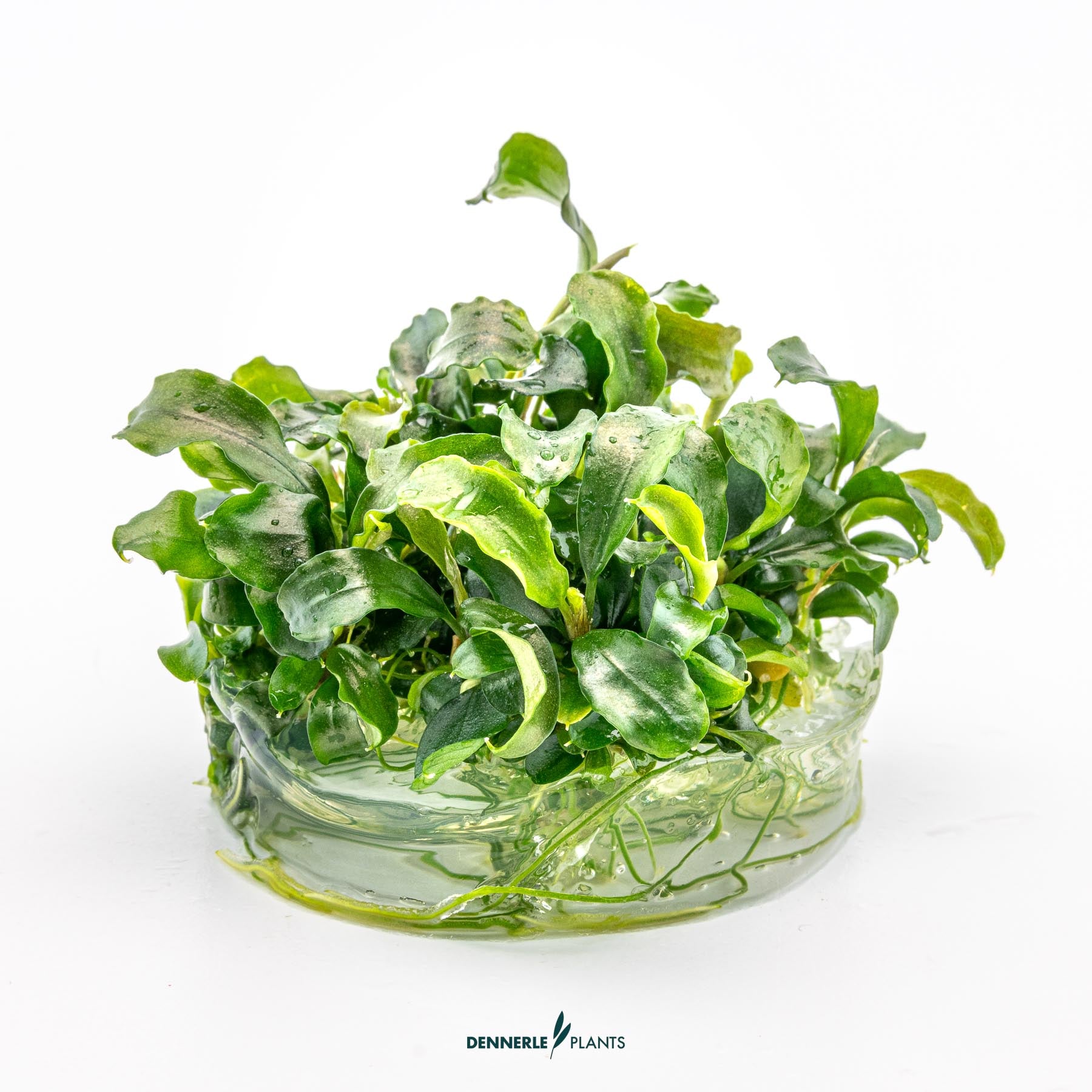 Product picture of bucephalandra 'Bukit Kelam' out of the cup