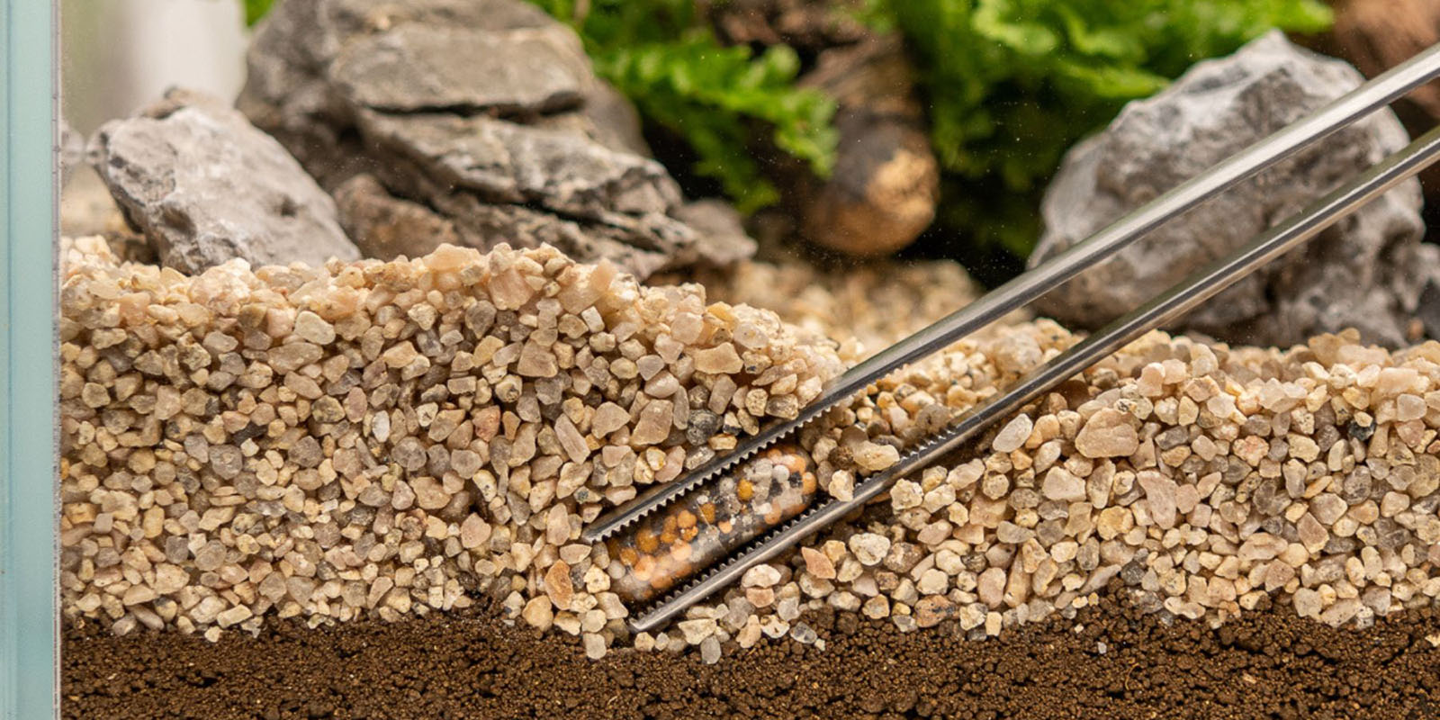 Tweezer inserting Dennerle Plants power cap in aquarium substrate