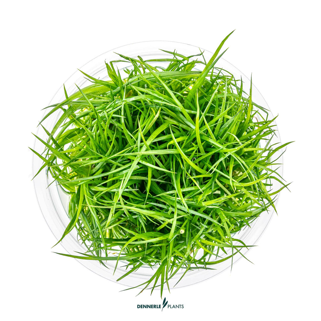 Eriacta generikum
