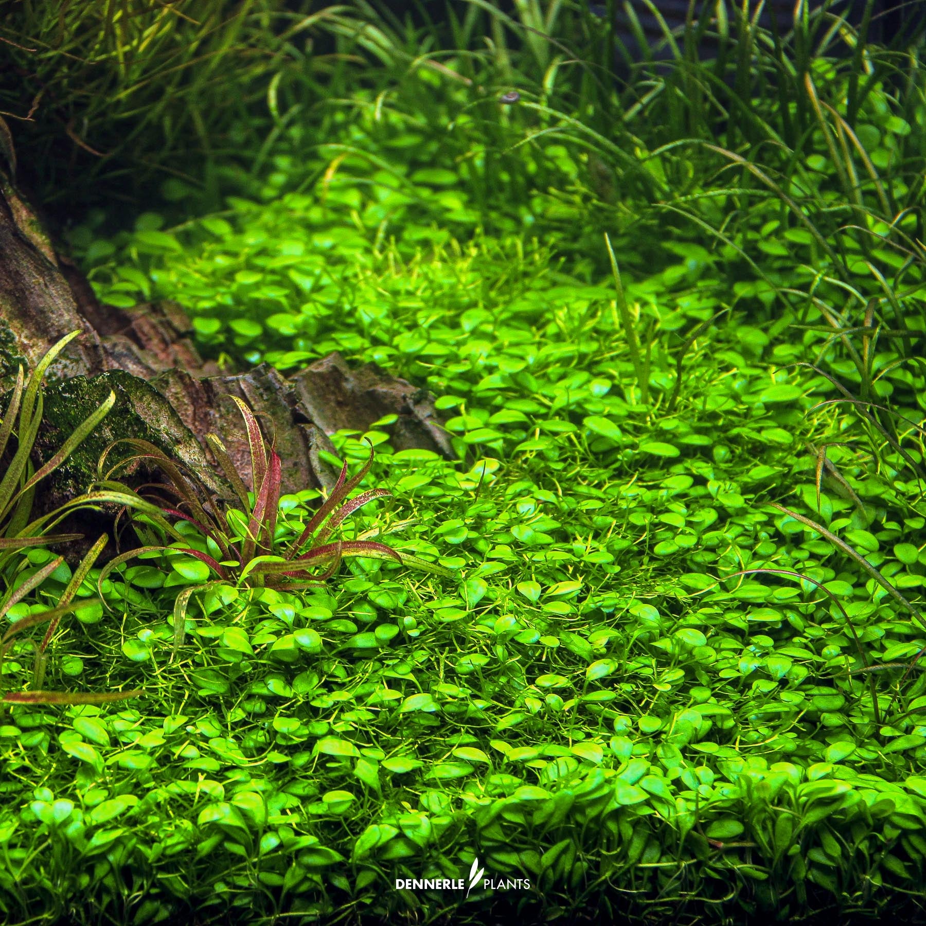 Glossostigma elatinoides under water