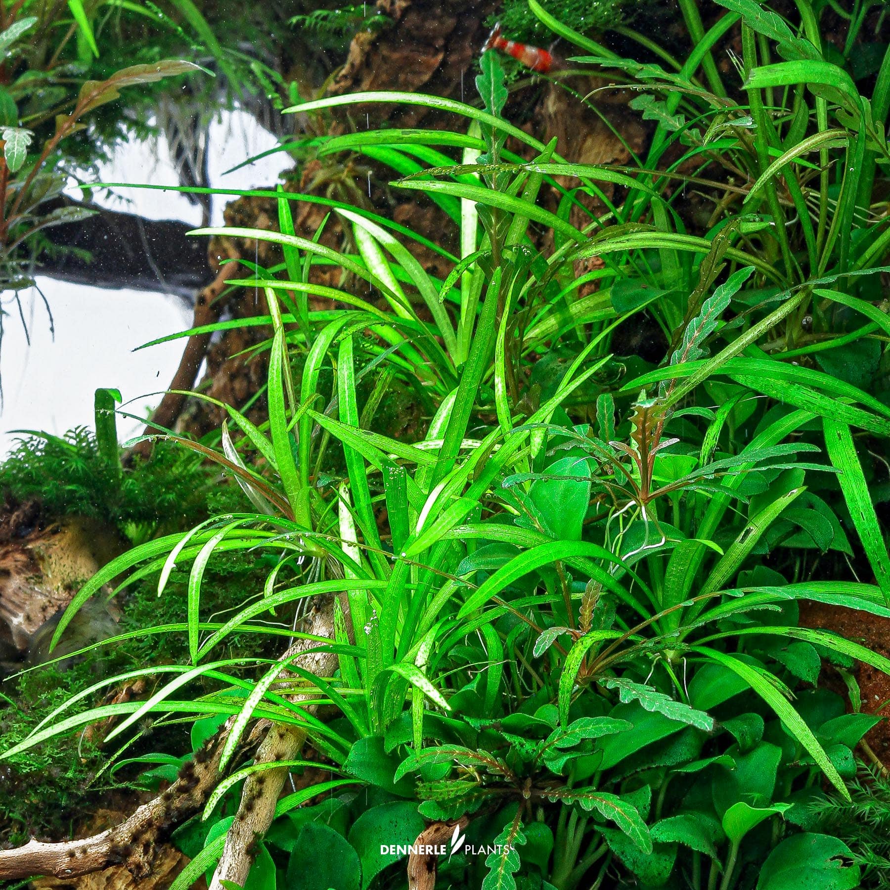 Helanthium tenellum 'Broad Leaf' under water