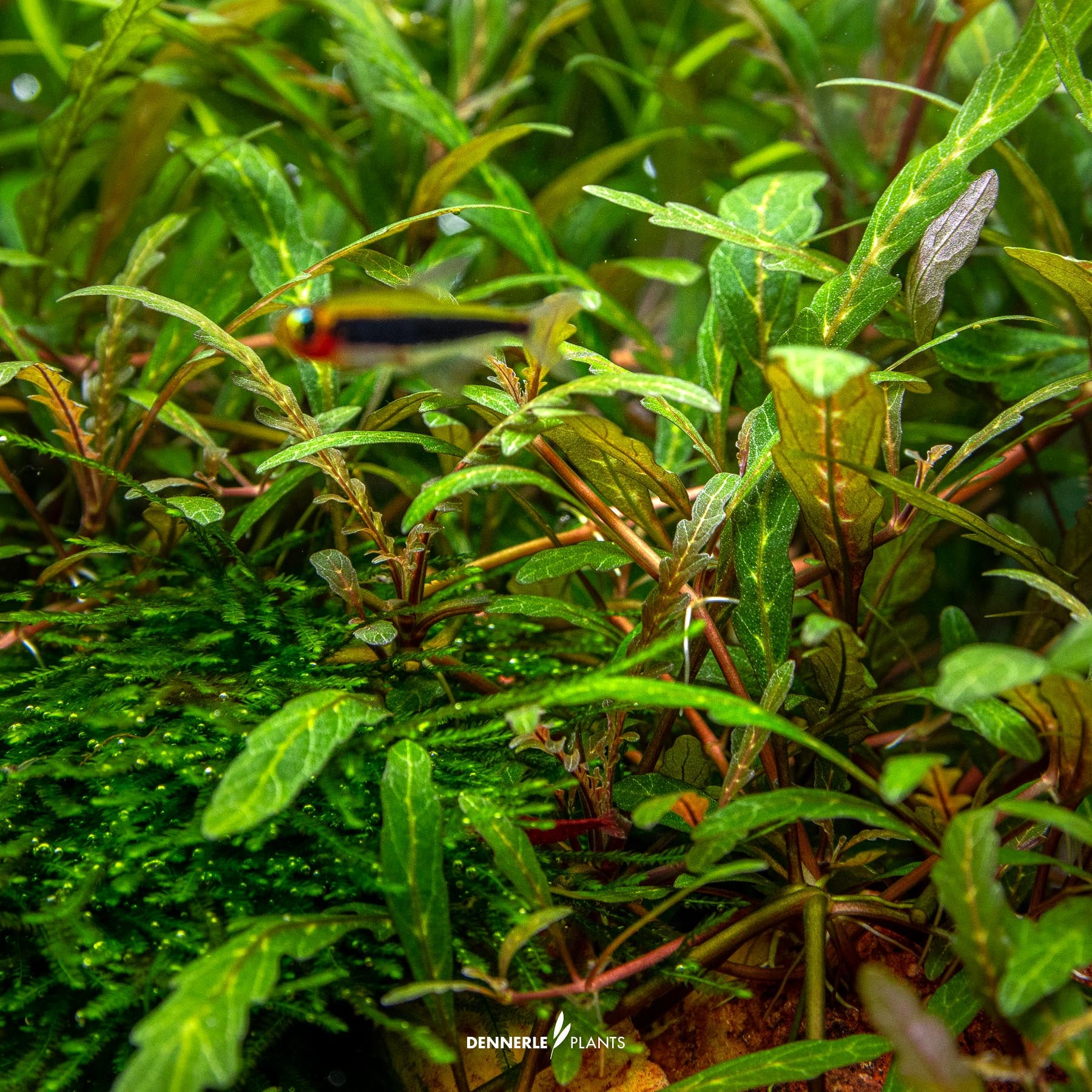 Hygrophila pinnatifida under water