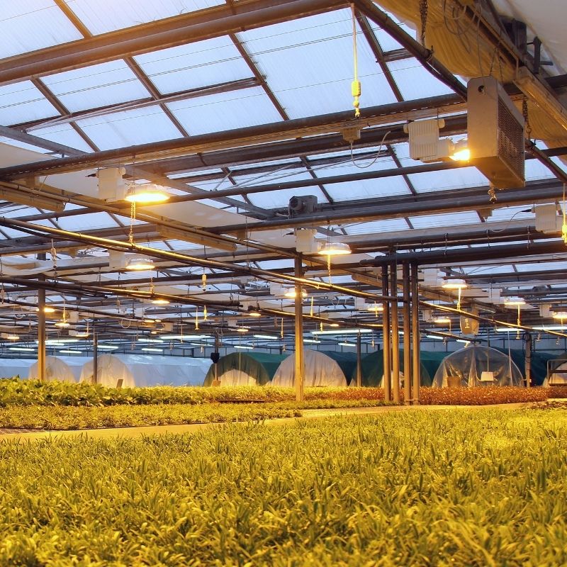 Dennerle Plants new light in greenhouses in Germany