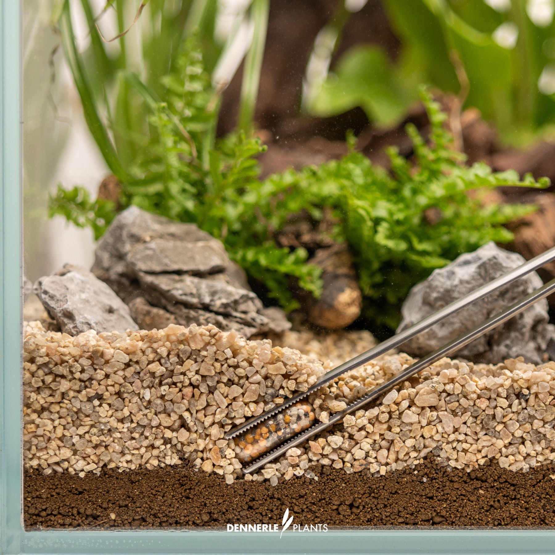 Tweezer inserting Dennerle Plants power cap in aquarium substrate