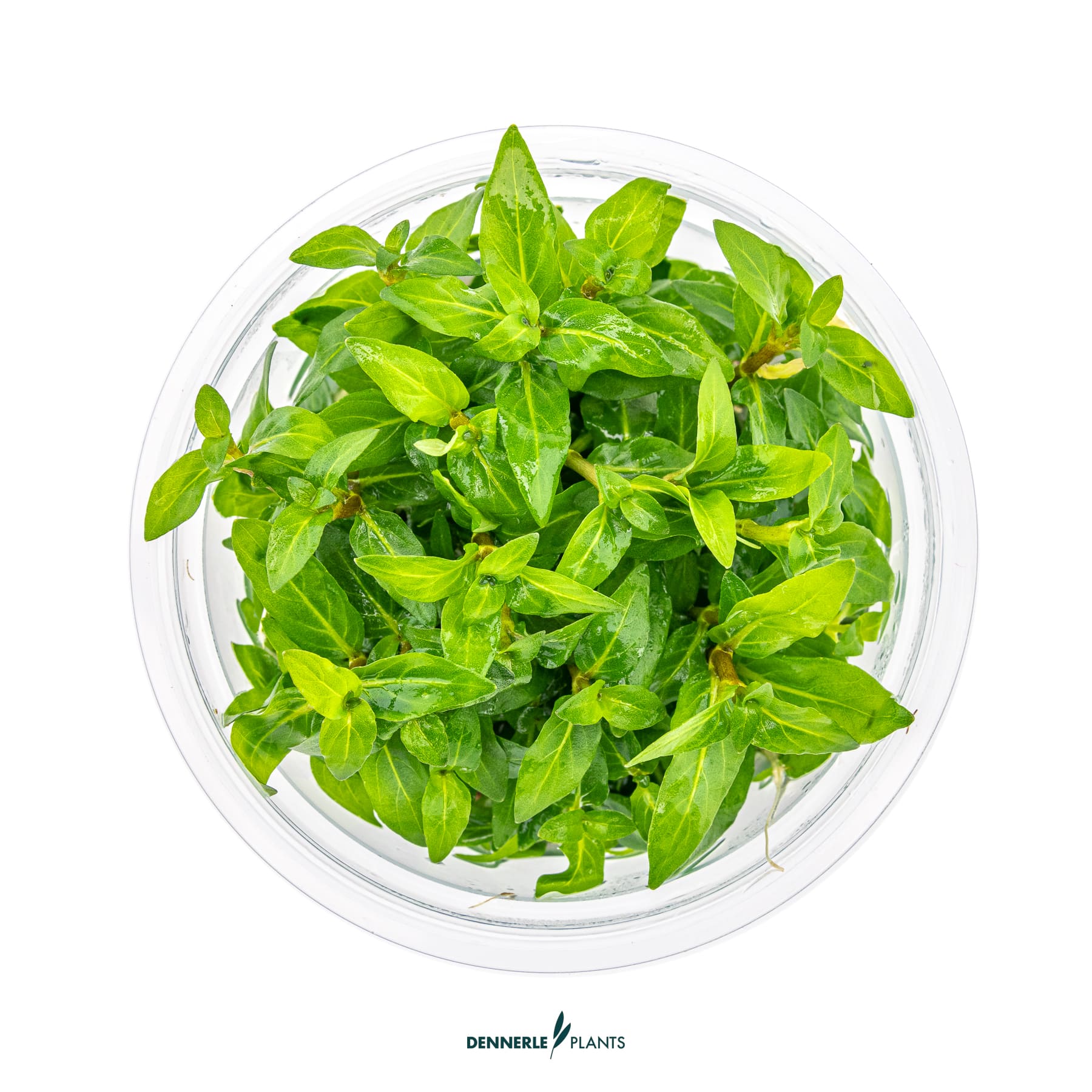 Staurogyne repens | Compact Foreground Aquarium Plant | Easy Low ...