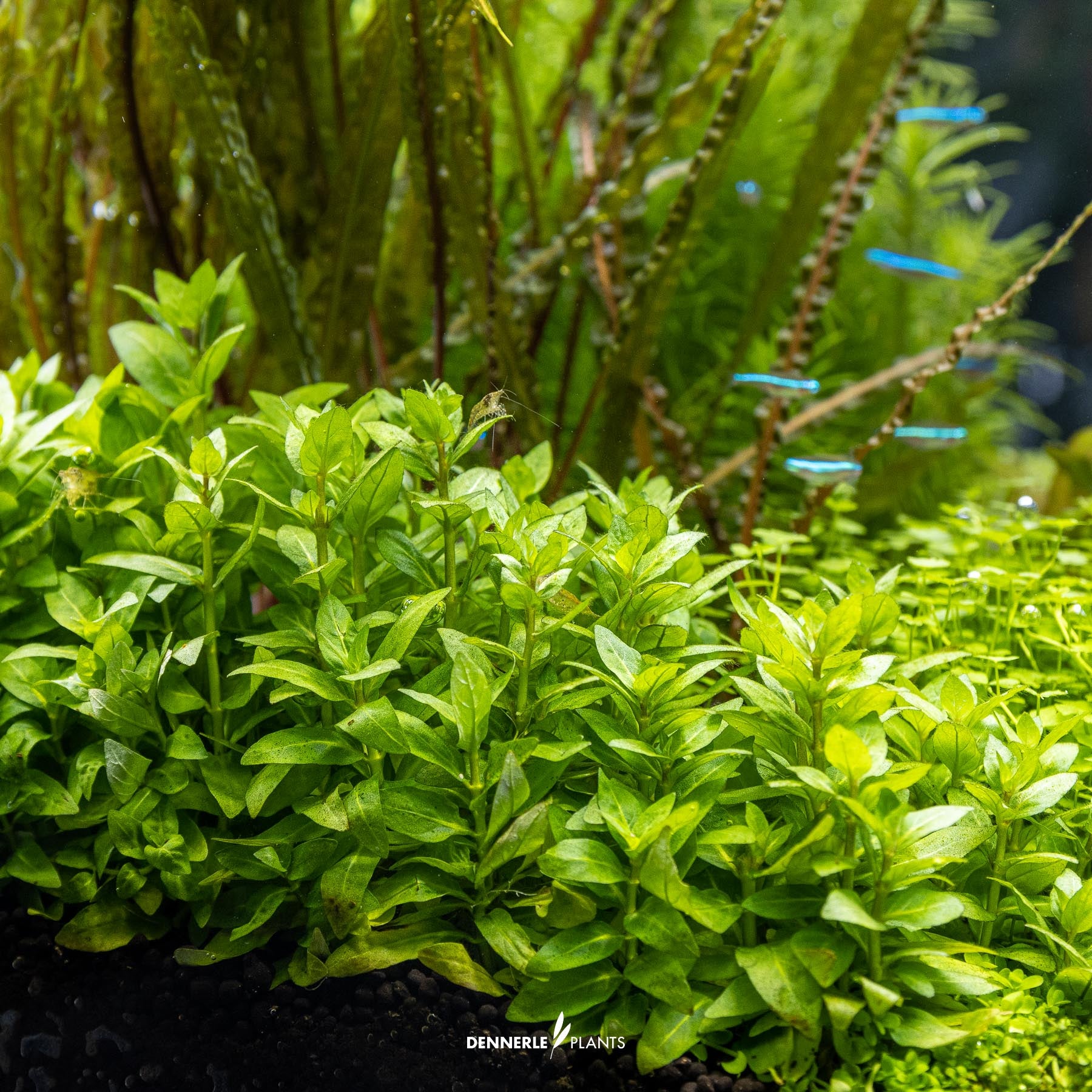 Staurogyne repens under water