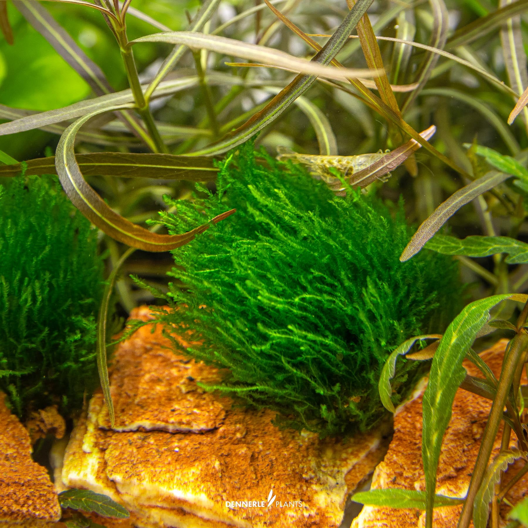 Taxiphyllum sp. 'Flame Moss' under water placed between two rocks