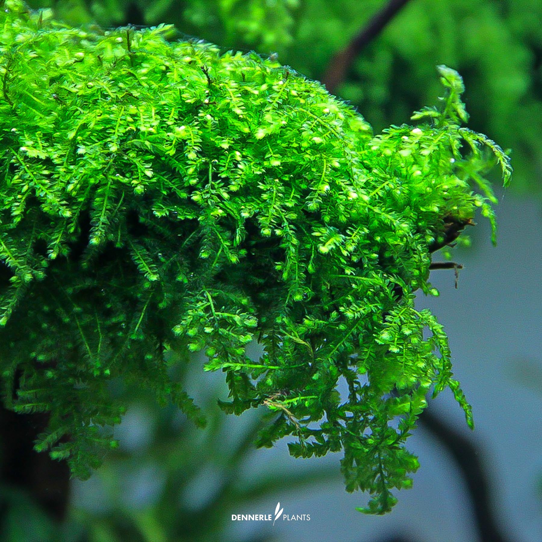 Vesicularia ferriei 'Weeping Moss' under water